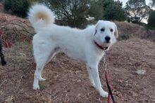 URIELBIANCO, Hund, Maremmano-Mix in Italien - Bild 11