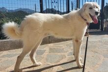 URIELBIANCO, Hund, Maremmano-Mix in Italien - Bild 12