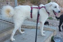 URIELBIANCO, Hund, Maremmano-Mix in Italien - Bild 14