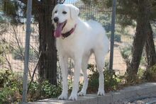 URIELBIANCO, Hund, Maremmano-Mix in Italien - Bild 7