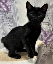 BETY, Katze, Hauskatze in Bulgarien - Bild 2