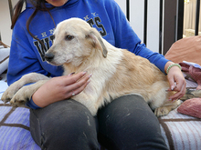 COOPER, Hund, Mischlingshund in Rumänien - Bild 2
