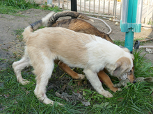 COOPER, Hund, Mischlingshund in Rumänien - Bild 6