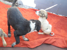 CAMINA, Hund, Mischlingshund in Rumänien - Bild 7