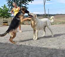 BUNTI, Hund, Herdenschutzhund-Mix in Spanien - Bild 19