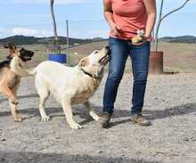 BUNTI, Hund, Herdenschutzhund-Mix in Spanien - Bild 21