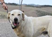 BUNTI, Hund, Herdenschutzhund-Mix in Spanien - Bild 22