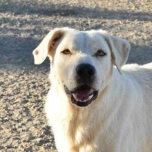 BUNTI, Hund, Herdenschutzhund-Mix in Spanien - Bild 25