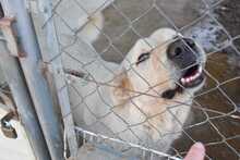 BUNTI, Hund, Herdenschutzhund-Mix in Spanien - Bild 28