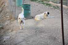 BUNTI, Hund, Herdenschutzhund-Mix in Spanien - Bild 29