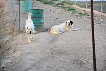 BUNTI, Hund, Herdenschutzhund-Mix in Spanien - Bild 31