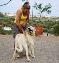 BUNTI, Hund, Herdenschutzhund-Mix in Spanien - Bild 4