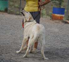 BUNTI, Hund, Herdenschutzhund-Mix in Spanien - Bild 6