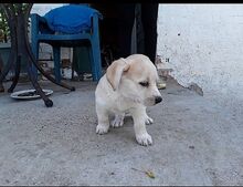 DANTES, Hund, Mischlingshund in Griechenland - Bild 1