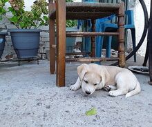 DANTES, Hund, Mischlingshund in Griechenland - Bild 2