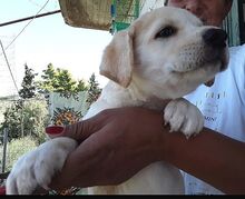 DANTES, Hund, Mischlingshund in Griechenland - Bild 3