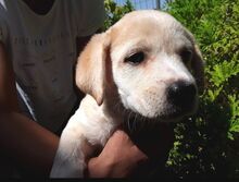 DANTES, Hund, Mischlingshund in Griechenland - Bild 5