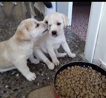 DANTES, Hund, Mischlingshund in Griechenland - Bild 6