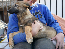 ELFY, Hund, Mischlingshund in Rumänien - Bild 2