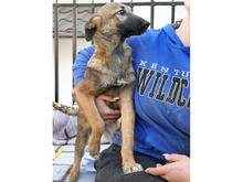ELFY, Hund, Mischlingshund in Rumänien - Bild 4