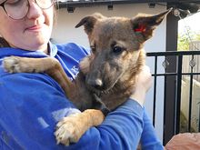 ELFY, Hund, Mischlingshund in Rumänien - Bild 7