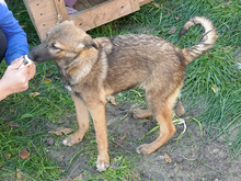 ELFY, Hund, Mischlingshund in Rumänien - Bild 8