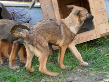 ELFY, Hund, Mischlingshund in Rumänien - Bild 9