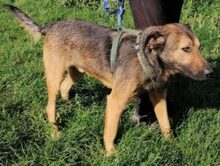 ZORRO, Hund, Mischlingshund in Rumänien - Bild 1