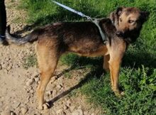 ZORRO, Hund, Mischlingshund in Rumänien - Bild 4