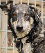 KONSTANTIN, Hund, Mischlingshund in Bulgarien - Bild 1