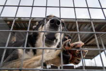KONSTANTIN, Hund, Mischlingshund in Bulgarien - Bild 2