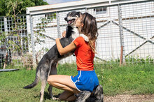 KONSTANTIN, Hund, Mischlingshund in Bulgarien - Bild 4