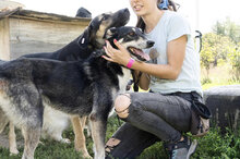 KONSTANTIN, Hund, Mischlingshund in Bulgarien - Bild 5