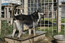 KONSTANTIN, Hund, Mischlingshund in Bulgarien - Bild 6