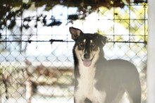KONSTANTIN, Hund, Mischlingshund in Bulgarien - Bild 7