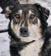 KONSTANTIN, Hund, Mischlingshund in Bulgarien - Bild 8