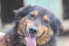 LUDWIG, Hund, Mischlingshund in Rumänien - Bild 1