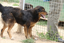LUDWIG, Hund, Mischlingshund in Rumänien - Bild 2