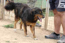 LUDWIG, Hund, Mischlingshund in Rumänien - Bild 3