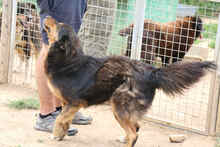 LUDWIG, Hund, Mischlingshund in Rumänien - Bild 4