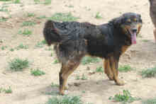 LUDWIG, Hund, Mischlingshund in Rumänien - Bild 5