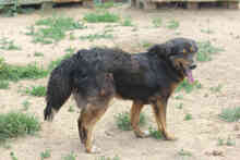 LUDWIG, Hund, Mischlingshund in Rumänien - Bild 6