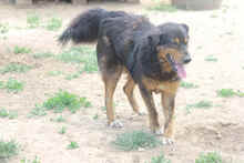 LUDWIG, Hund, Mischlingshund in Rumänien - Bild 7