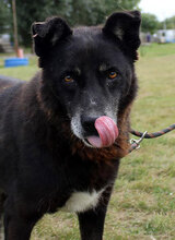 VINCE, Hund, Mischlingshund in Bulgarien - Bild 7