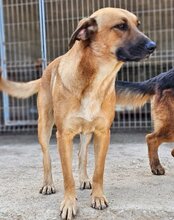 LIA, Hund, Mischlingshund in Kroatien - Bild 10