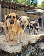LIA, Hund, Mischlingshund in Kroatien - Bild 11