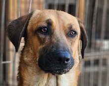 LIA, Hund, Mischlingshund in Kroatien - Bild 12