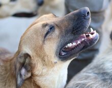 LIA, Hund, Mischlingshund in Kroatien - Bild 13