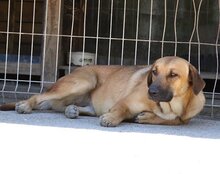 LIA, Hund, Mischlingshund in Kroatien - Bild 14