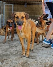 LIA, Hund, Mischlingshund in Kroatien - Bild 15